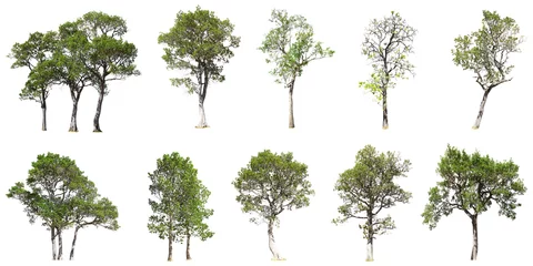 Abwaschbare Fototapete Collection of tree isolated on white background © teerarat