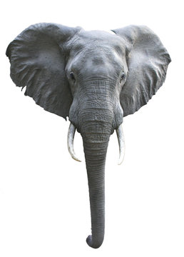 Fototapeta Elephant isolated on white background 