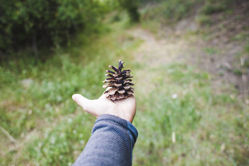 A pine cone in the palm.