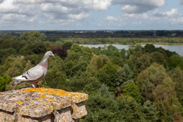 Bird sitting high above trees river