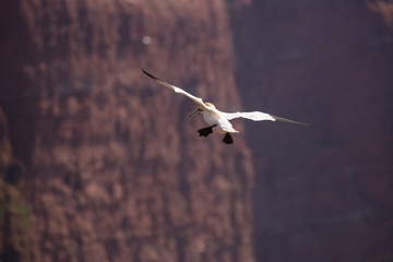 Northern gannet on the steep coast of Heligoland