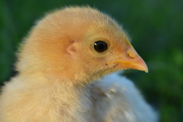 close up of a chick