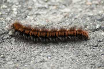 closeup of brown chenille walking on the road
