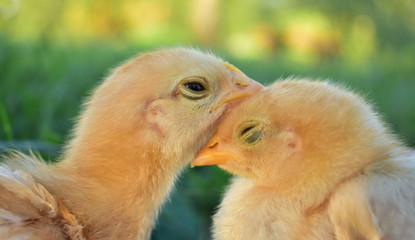 two chicks sleeping