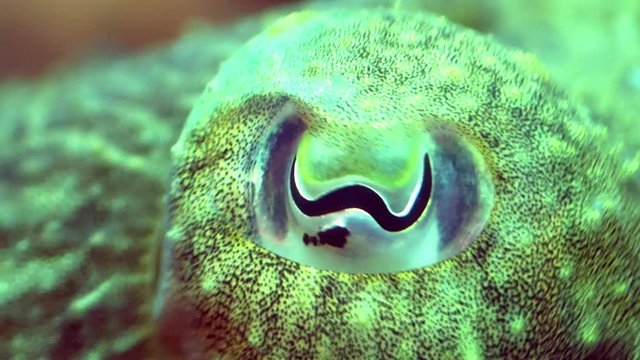Close-up of the eye of a cuttlefish