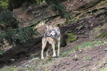 Obraz premium Wolf am Waldrand