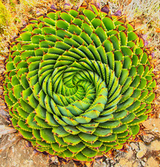 Spiral Aloe in Lesotho