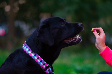 black labrador retriever