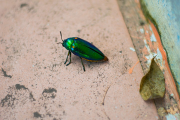 green Jewel beetle on the floor
