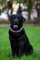 black labrador retriever