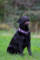 black labrador retriever