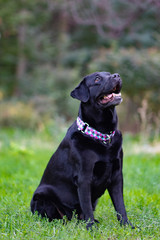 black labrador retriever