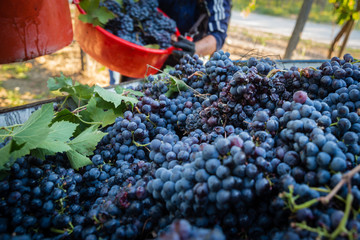 Raccolta uva nera