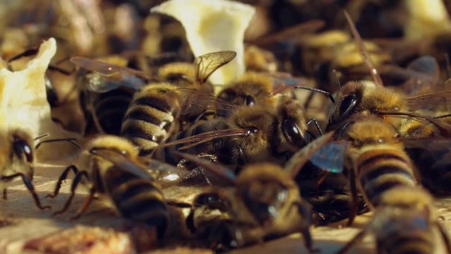 bees walk between wooden frames in a hive in a warm weather in the summer in the garden. Close-up. Slow motion