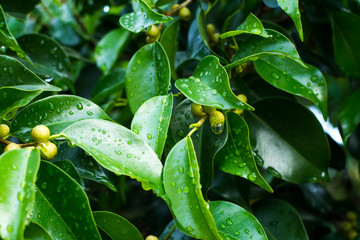 dew on a leaf the morning 