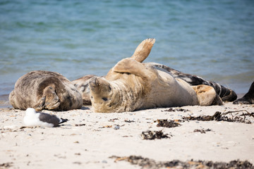 Fototapeta premium Group of grey seals sunbathing on the beach of Düne, Heligoland