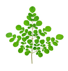 Moringa leaves isolate on white background.
