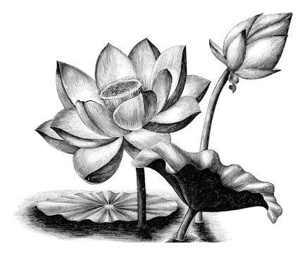 Fototapeta Lotus flower botanical vintage engraving illustration clip art isolated on white background