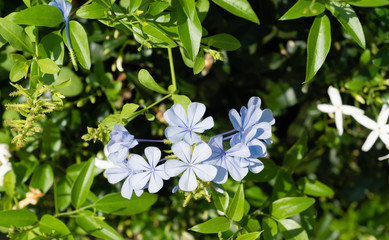 Flowers in the garden background