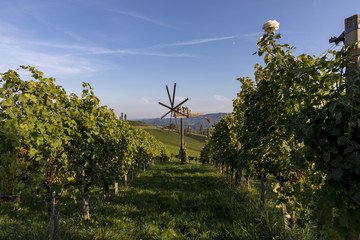 scenery vineyard along the south Styrian vine route named suedsteirische weinstrasse in Austria in autumn, Europe