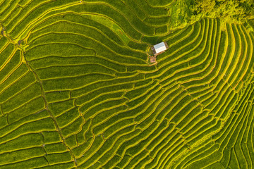 Petite maison et champ de rizières en terrasses au village de pabongpaing rizières en terrasses Mae-Jam Chiang mai, Thaïlande