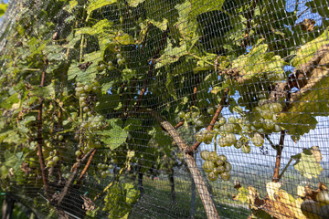protective net in vineyard in southern styria, austria