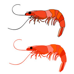 vector, on white background, prawn boiled, food