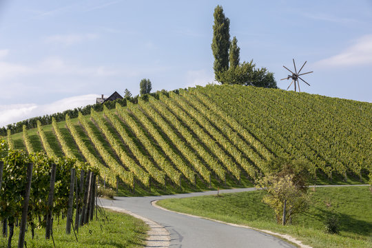 scenery vineyard along the south Styrian vine route named suedsteirische weinstrasse in Austria in autumn, Europe