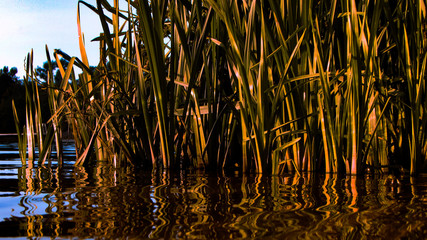 Obraz premium reflection of palm trees in the water