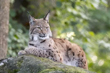 Fotobehang lynx © Xaver Klaussner