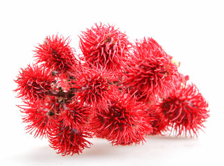 Castor oil plant flowers on white background.