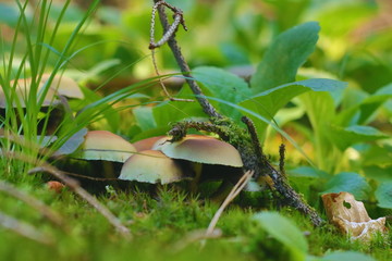Closeup of forest mushrooms on green forest floor