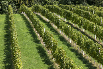scenery vineyard along the south Styrian vine route named suedsteirische weinstrasse in Austria in autumn, Europe