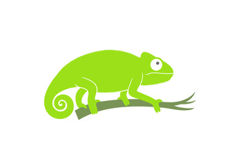 Green chameleon. Abstract chameleon on white background