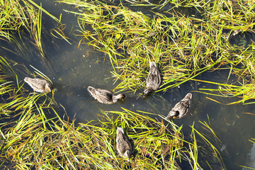 Ducks looking for food