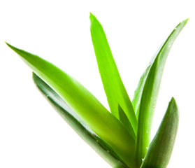 Aloe vera plant isolated on white background