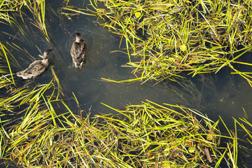Ducks looking for food
