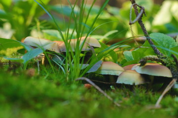 Closeup of forest mushrooms on green forest floor