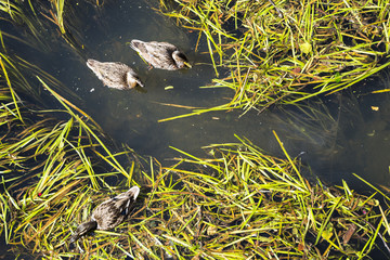 Ducks looking for food