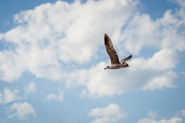 Birds over the city