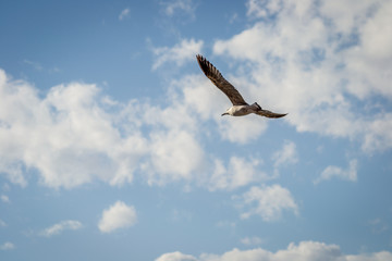 Birds over the city