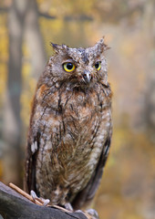 Eurasian (European) scops owl owl in autumn forest