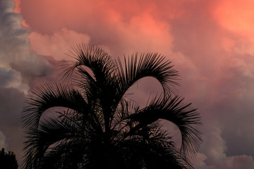 Silhouette of palm trees on sunset background