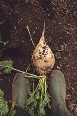 Farmer standing directly above extracted sugar beet root crop