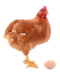 Brown hen and egg isolated.