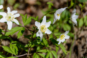 bee on white windflower Anemone nemorosa