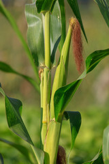 Obraz premium Corn on a plant in the garden
