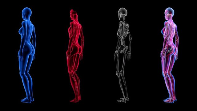 Human Female Anatomy 3D Animation Biology Science Technology