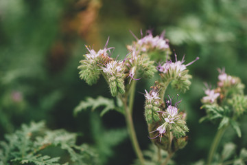 Phacelia tanacetifolia blooming