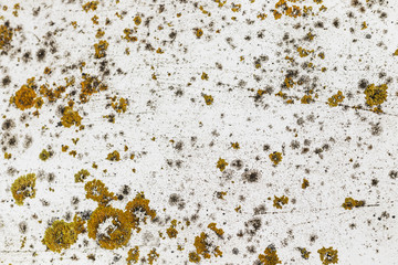 White texture whit lichen